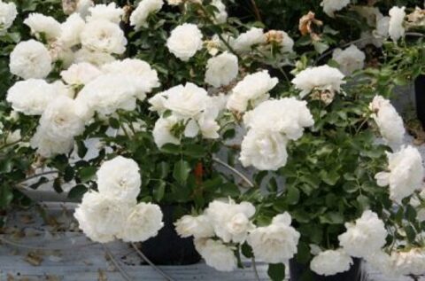 Бланк Мейяндекор(Blanc Meillandecor)