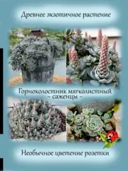 Почвопокровные и ампельные