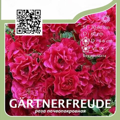 Роза почвопокровная 