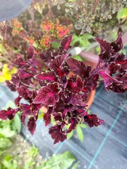 Волшебный сад UO колеус КСР