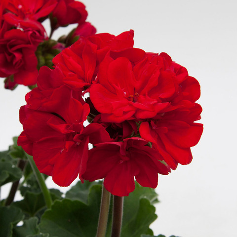 2809 Пеларгония зональная MOONLIGHT DENISE (Весна 2026)