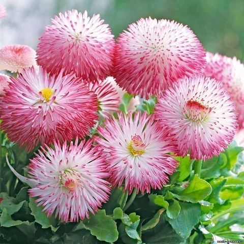 S5010 Маргаритка Roggli Rose 10 шт.