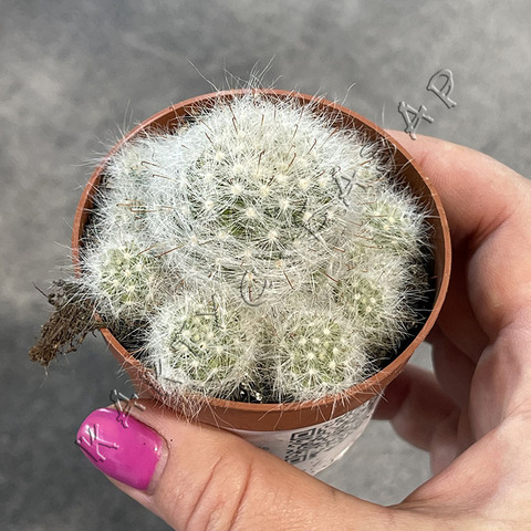 Маммиллярия Гласа d6