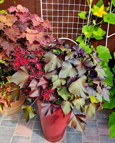 Ипомея 6  potato vine rusty marle leaf
