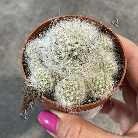 Маммиллярия Гласа d6