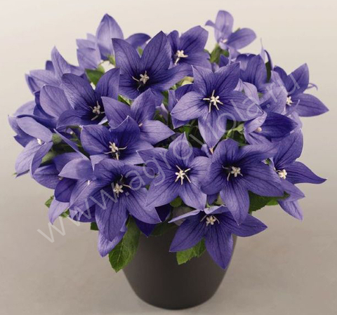 S6201 Платикодон Pop Star Blue 100 шт.