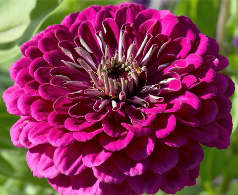 S7104 Цинния Benary's Giant Purple  5шт.