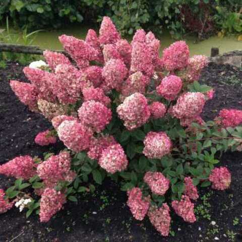 Гортензия метельчатая 