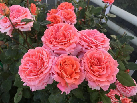 Амур де Молен( Amour de Molene)