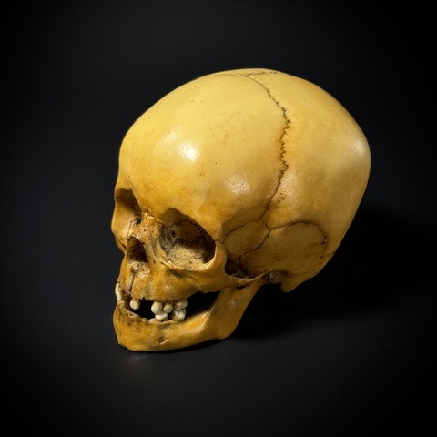 Череп человека ребёнок (анатомическая модель)