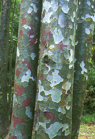 Teofrast Сосна Бунге pinus bungeana