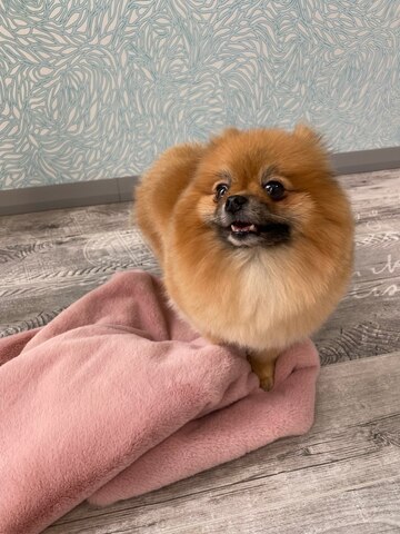 8203 MD Невероятно мягкий плед PREMIUM пыльно-розовый, мягкий МЕХ "Furry Heart Blanket" 50х70 см в лежанку/ сумку/ в переноску/ в дорогу