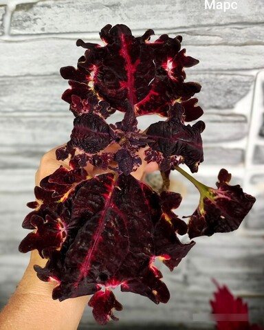 Железная роза АГ колеус