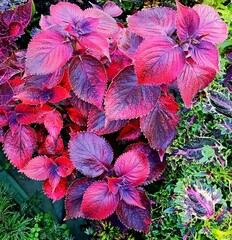 Донна Тай колеус КСР