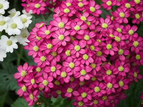 37134 Тысячелистник DESERT EVE Deep Rose (Весна 2026)