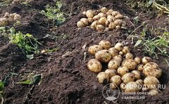 Картофель Гала 2 кг