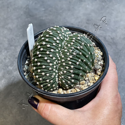 Эхинопсис Эрье Кристата d10