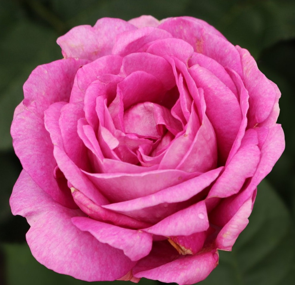 Carmen Würth роза