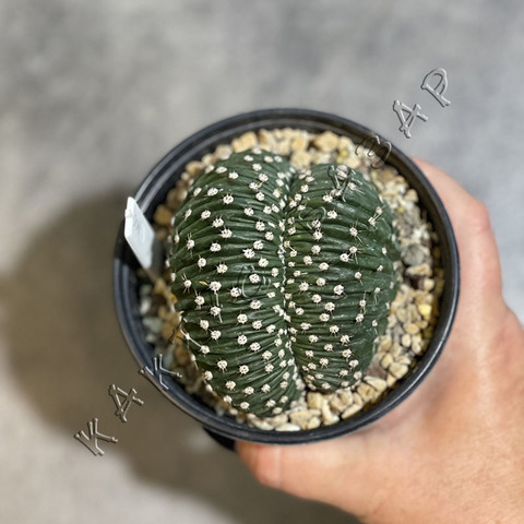 Эхинопсис Эрье Кристата d10