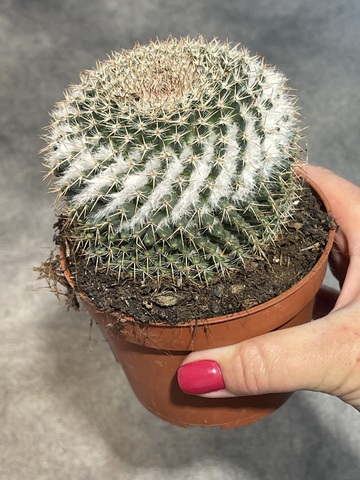 Маммиллярия Формоза d10