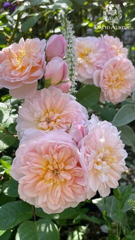 Элизабет ( Elizabeth)