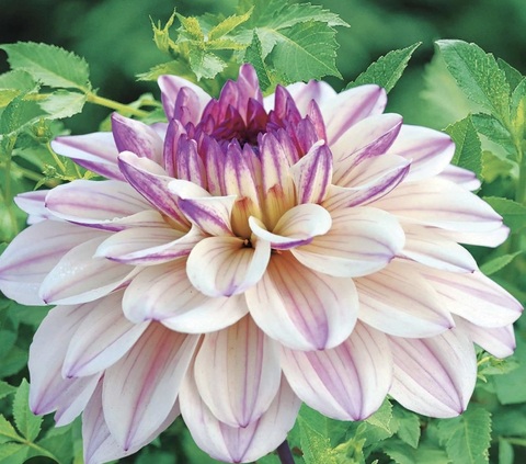 Георгин Флешбек ( Flashback)