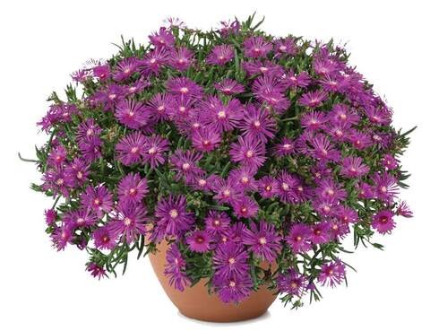 37143 Делосперма EARLY BIRD Purple (Весна 2026)