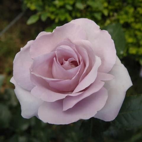 Ля Роз дю Пти Пранс( La Rose du Petit Prince)