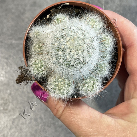 Маммиллярия Гласа d6