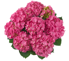 Гортензия крупнолистная (Macrophylla) Jip Pink 9 шт.