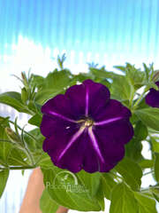 Петуния Amore Purple