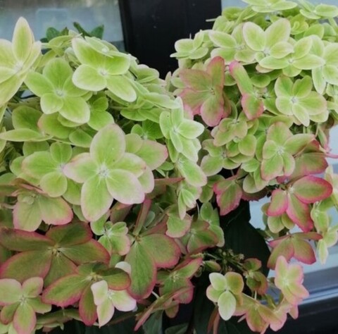 Гортензия метельчатая Металика