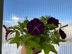 Петуния Amore Purple