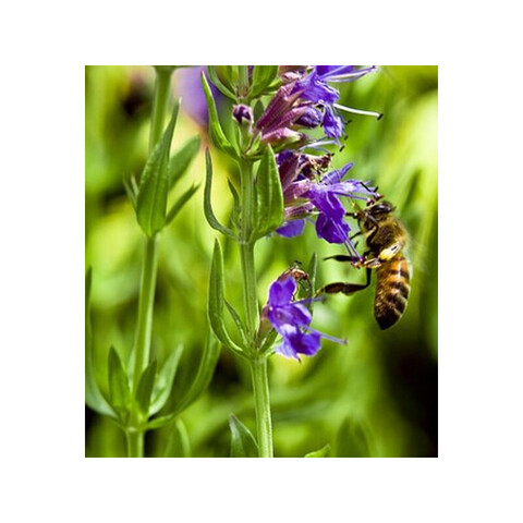PFL. Эфирное масло иссопа (Hyssop) - 10 ml
