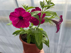 Петуния Startunia Magentа