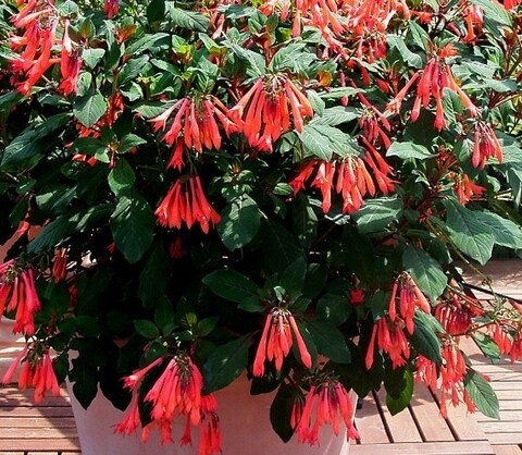 35105 Фуксия STANDING Koralle (Весна 2026)