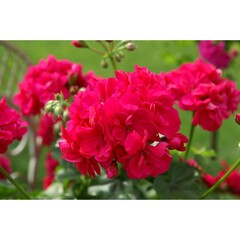 3120 Пеларгония плющелистная ATLANTIC VIOLET  (Весна 2026)