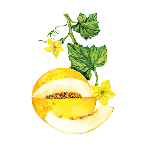 Сироп Дыня Желтая ProffSyrup