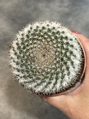 Маммиллярия Формоза d10