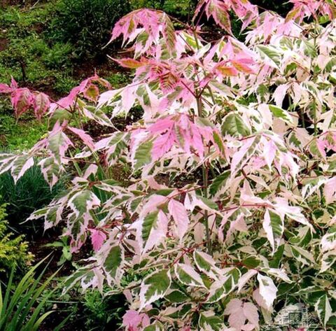 Клён ясенелистный 