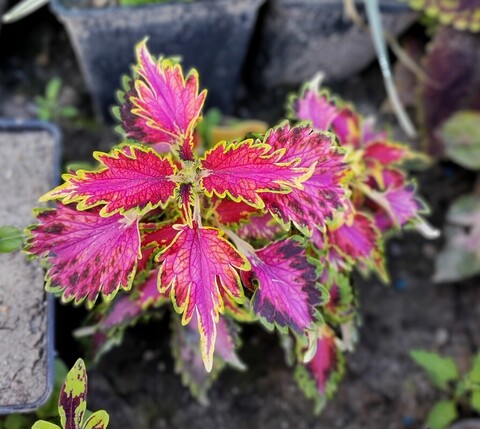 Вспышка UO колеус КСР