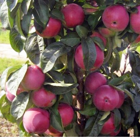 Яблоня колоновидная Созвездие