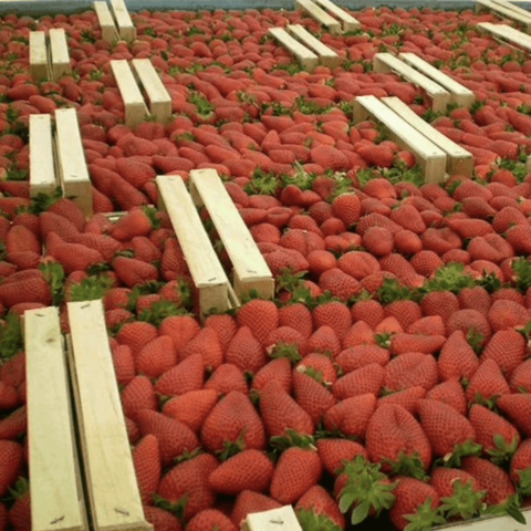 Ящик для Фруктов и Овощей 