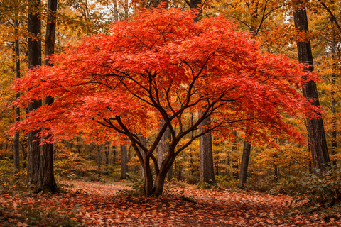 Клен ложнозибольдов