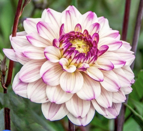 Георгин Флешбек ( Flashback)