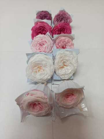 Роза пионовидная 2-3 см Набор микс 21 (10шт)