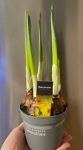 Нарцисс  Брайт Дэй