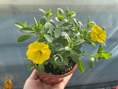 Калибрахоа Лиа Еллоу Импрувд