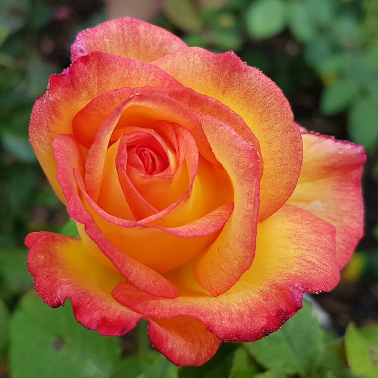 Роза голдстар фото и описание