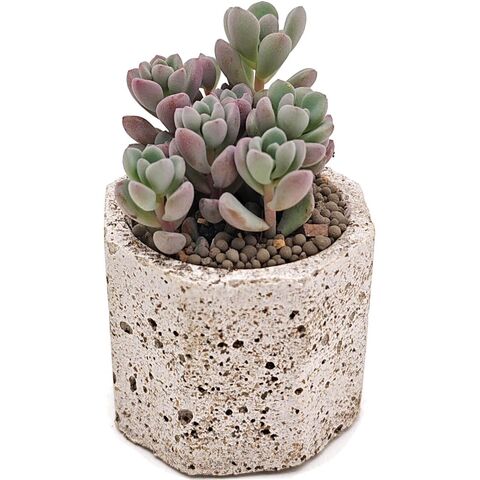 Суккулент Седум Дасифиллюм